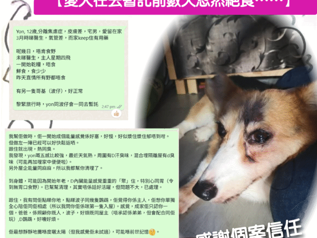 【愛犬在去暫託前數天忽然絕食……】- 寵物靈氣個案分享