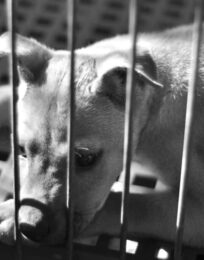 278862314 2686201121514106 2385689133783675326 n