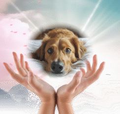 reiki_banner3_工作區域 1 reiki banner3 工作區域 1 e1727886013685