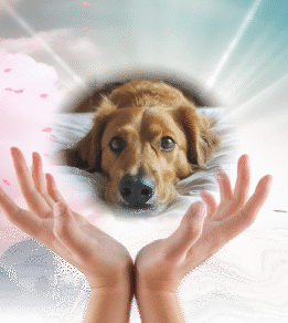 reiki banner3 工作區域 1 e1727886013685